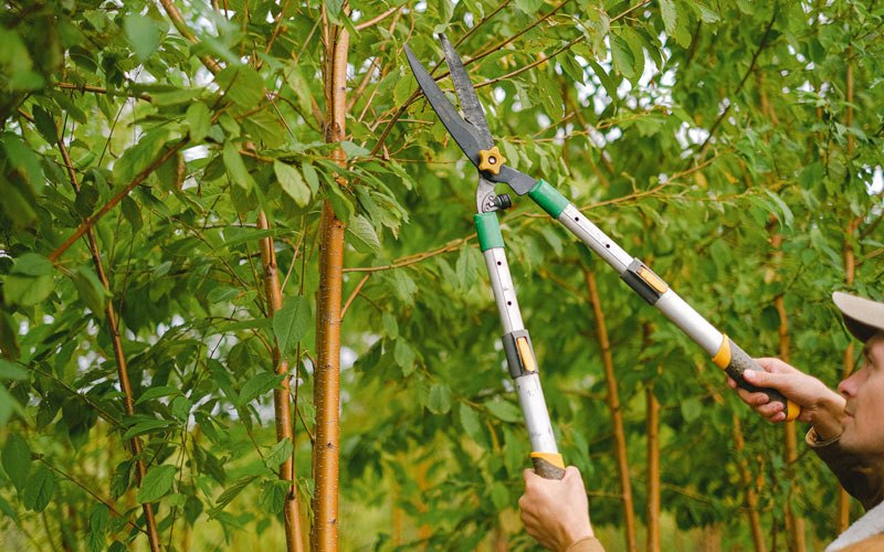Tree trimming in Talisheek, LA